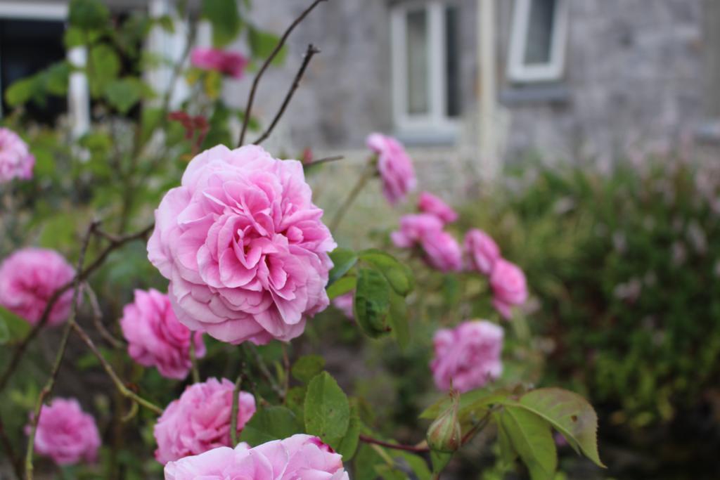 Forest Park House B&B Boyle Exteriör bild
